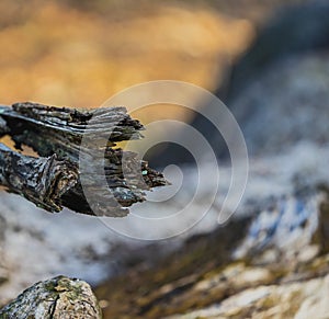 Burnt Tree Branch End