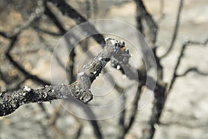 Burnt tree branch after fire