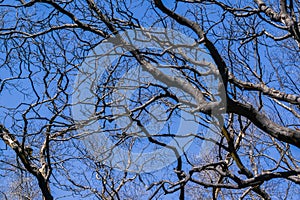 Burnt tree branches on a blue sky background, Stebbins Cold Canyon, Napa Valley, California photo
