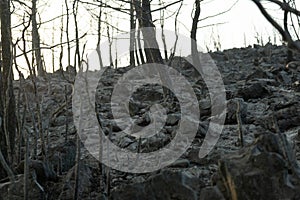 Burnt tree branches at Bodrum Mugla Turkey