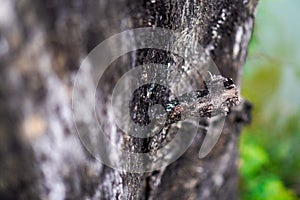 A close-up view of the burned tree trunk