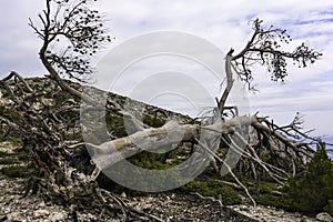 Burnt tree after a forest fire, Parnitha Greece