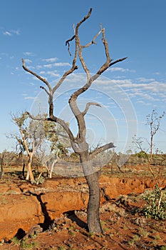 Burnt Tree - Outback Australia