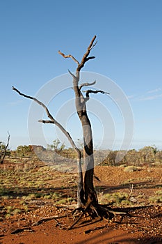 Burnt Tree - Outback Australia