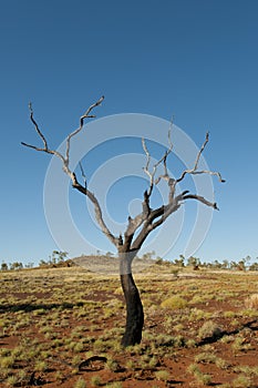 Burnt Tree - Outback Australia