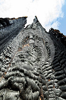 Burnt Tree in the Sky