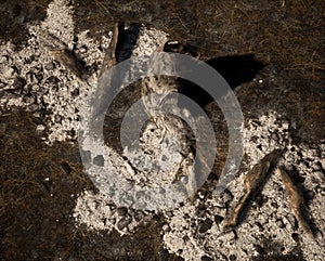 Burnt tree stump and pieces of branch on a charred forest floor.