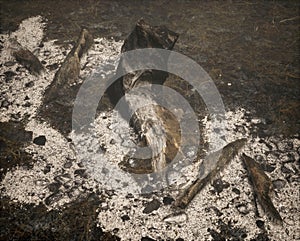 Burnt tree stump and pieces of branch on a charred forest floor.