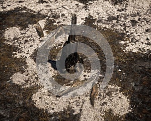 Burnt tree stump and pieces of branch on a charred forest floor.