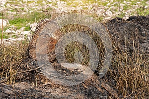 Burnt tree stump at the rice field