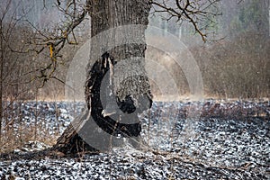 A burnt tree trunk after a fire