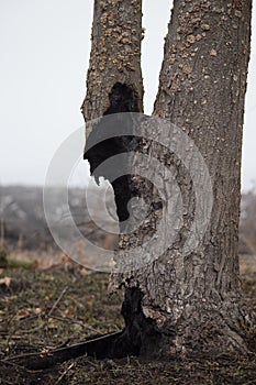 Burnt tree trunk in the scorched field at foggy spring morning. Dead tree after the fire