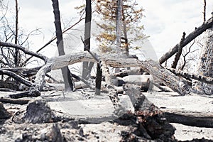 Burnt tree trunks and ashes