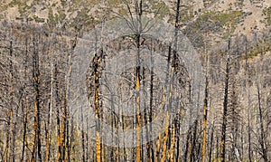 Burnt tree trunks due to wild fires