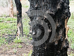 Burnt tree trunks after a forest fire