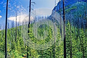 Burnt tree trunks after a forest fire with new green trees