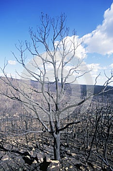 Burnt Trees