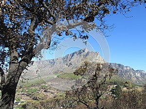 Burnt trees with a background of Table Mountain