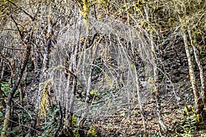 Burnt trees in a beautiful forest, consequences of natural catastrophe