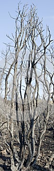 Burnt trees in the Carmel National Park