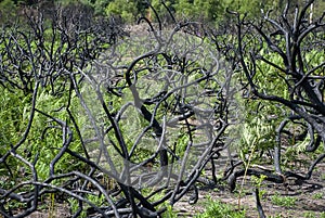 Burnt trees caught up in a wild fire