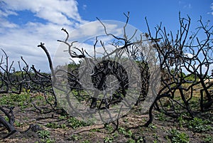 Burnt trees caught up in a wild fire