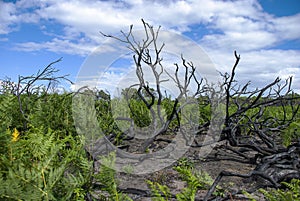 Burnt trees caught up in a wild fire