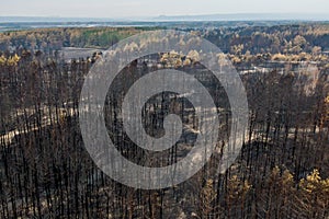 Burnt trees after a forest fire. ecological catastrophy.