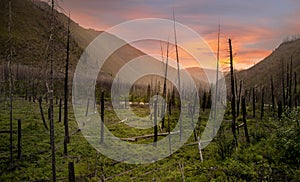 Burnt trees in Glacier park