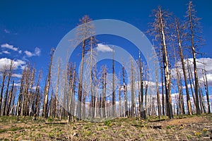 Burnt trees, Grand Canyon North Rim