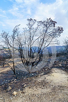 Burnt trees in Har HaTayyasim pilots mountain, West of Jerusalem