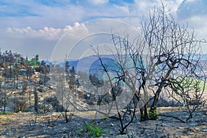 Burnt trees in Har HaTayyasim pilots mountain, West of Jerusalem