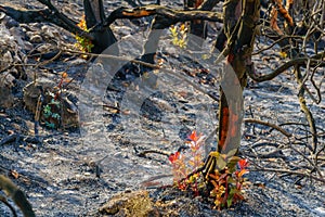 Burnt trees with new vegetation, in Har HaTayyasim pilots mountain