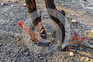 Burnt trees with new vegetation, in Har HaTayyasim pilots mountain