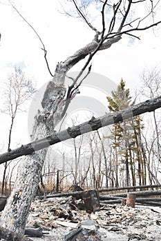 Burnt trees surrounded by ashes