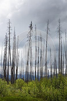 Burnt Trees at Vermillion Crossing, Kootenay National Park, British Columbia, Canada