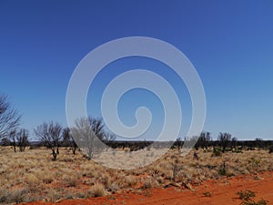 Burnt trees in the West Mcdonnell ranges