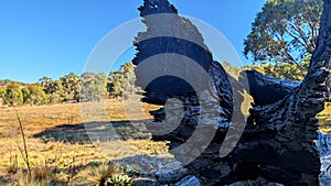 A burnt trunk of Eucalyptus tree.