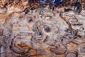 Burnt wood background