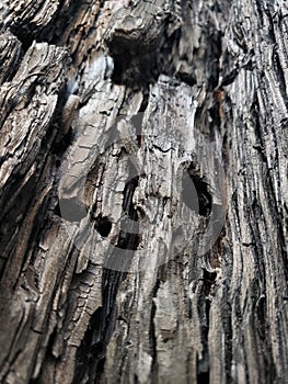 Burnt wood after creek fire