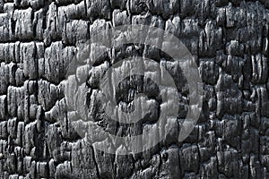 Burnt wooden board texture. Sho Sugi Ban Yakisugi is a traditional Japanese method of wood preservations photo