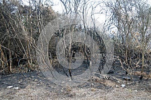 Burnt woods