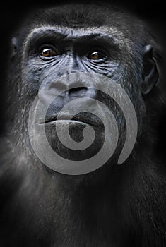 Burnt and worried female gorilla with dark yellow eyes looks worriedly