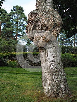 Burr or burl on tree