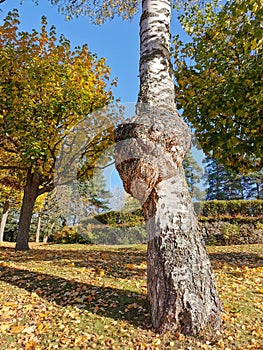 Burr or burl on a tree in a park in Autumn