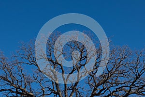 Ronzio Quercia un albero un cielo blu 