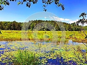 Burr Pond state park summer view