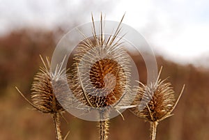 Burr of Teasel Comb (Dispacus sylvestris)