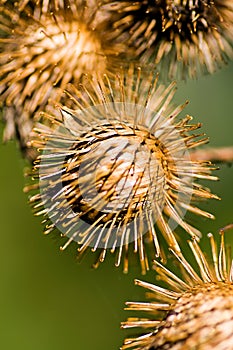 Burr Weed photo