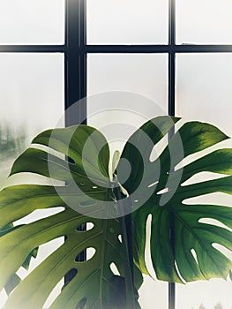 Burred monstera leaves with frosted glass of window cafe